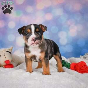 Mia, Miniature Bulldog Puppy